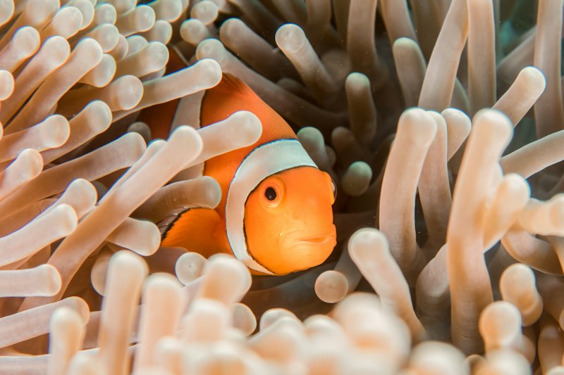 Macro nudibranch category