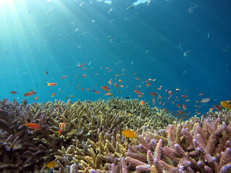 Wide angle Lembeh