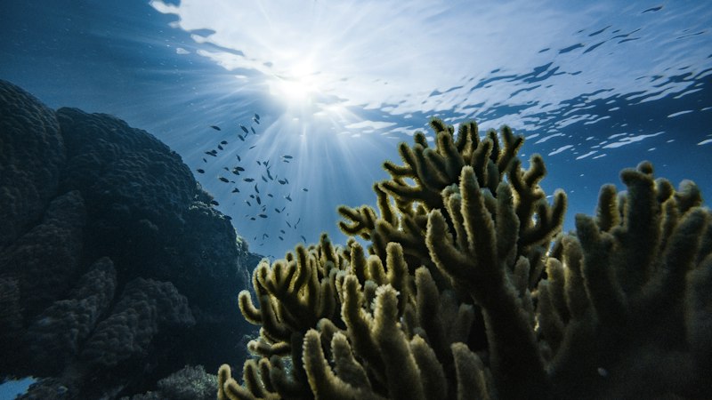 Super macro diving