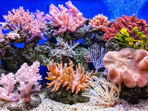 Reef detail