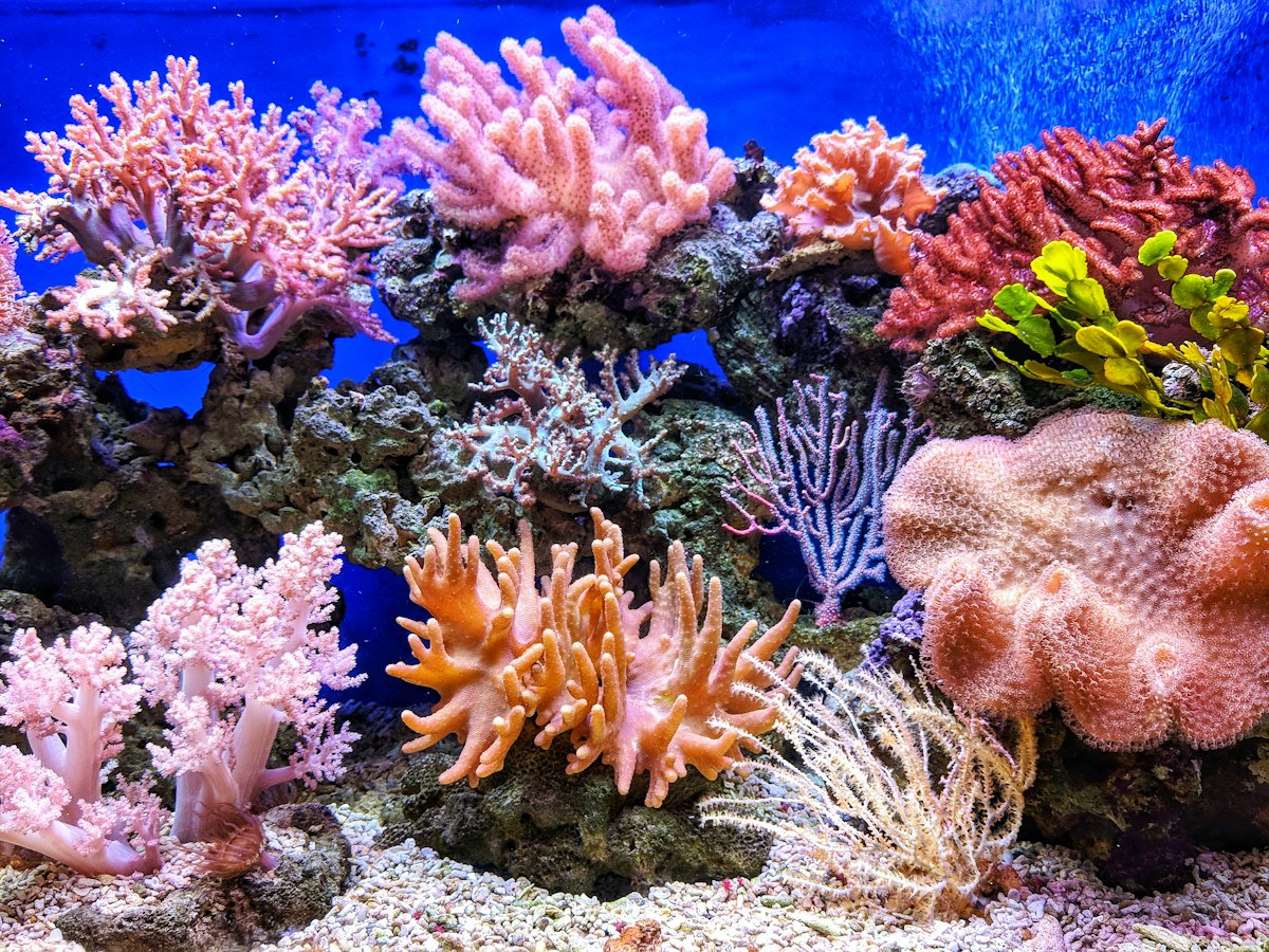 Coral reef and diver in Lembeh
