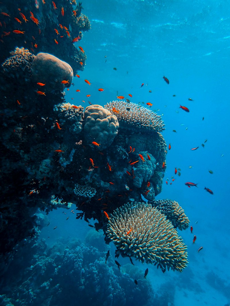 Jellyfish underwater